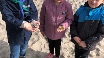 Spejdere på stranden, samler snegle, muslinger og sten ind